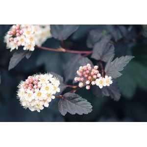 Tavoľa kalinolistá (Physocarpus opulifolius) ´ANDRE´ výška: 40-70 cm, kont. C2L