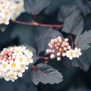 Tavoľa kalinolistá (Physocarpus opulifolius) ´ANDRE´ výška: 40-70 cm, kont. C2L