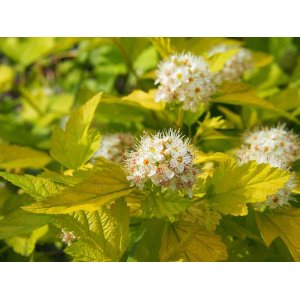 Tavoľa kalinolistá (Physocarpus opulifolius) ´LUTEUS´ - výška 50-80 cm, kont. C2L