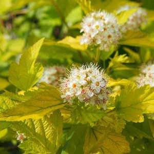 Tavoľa kalinolistá (Physocarpus opulifolius) ´LUTEUS´ výška: 50-80 cm, kont. C2L