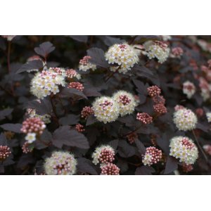 Tavoľa kalinolistá (Physocarpus opulifolius) ´LADY IN RED´ - výška 60-80 cm, kont. C2L