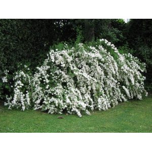 Tavoľník ´van Houtteho´ (Spiraea x vanhouttei) – výška 70-100 cm, kont. C3L