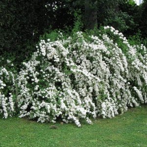 Tavoľník ´van Houtteho´ (Spiraea x vanhouttei) – výška 70-100 cm, kont. C3L