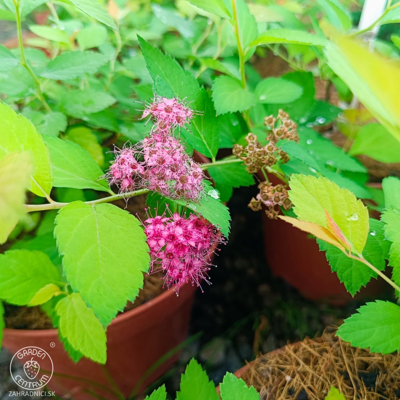 Obrázok Tavoľník japonský (Spiraea Japonica) ´FIRELIGHT´ - výška 10-20 cm, ⌀ 20 cm, kont. C2L
