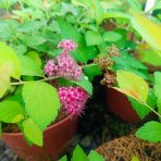 Tavoľník japonský (Spiraea Japonica) ´FIRELIGHT´ - výška 10-20 cm, ⌀ 20 cm, kont. C2L