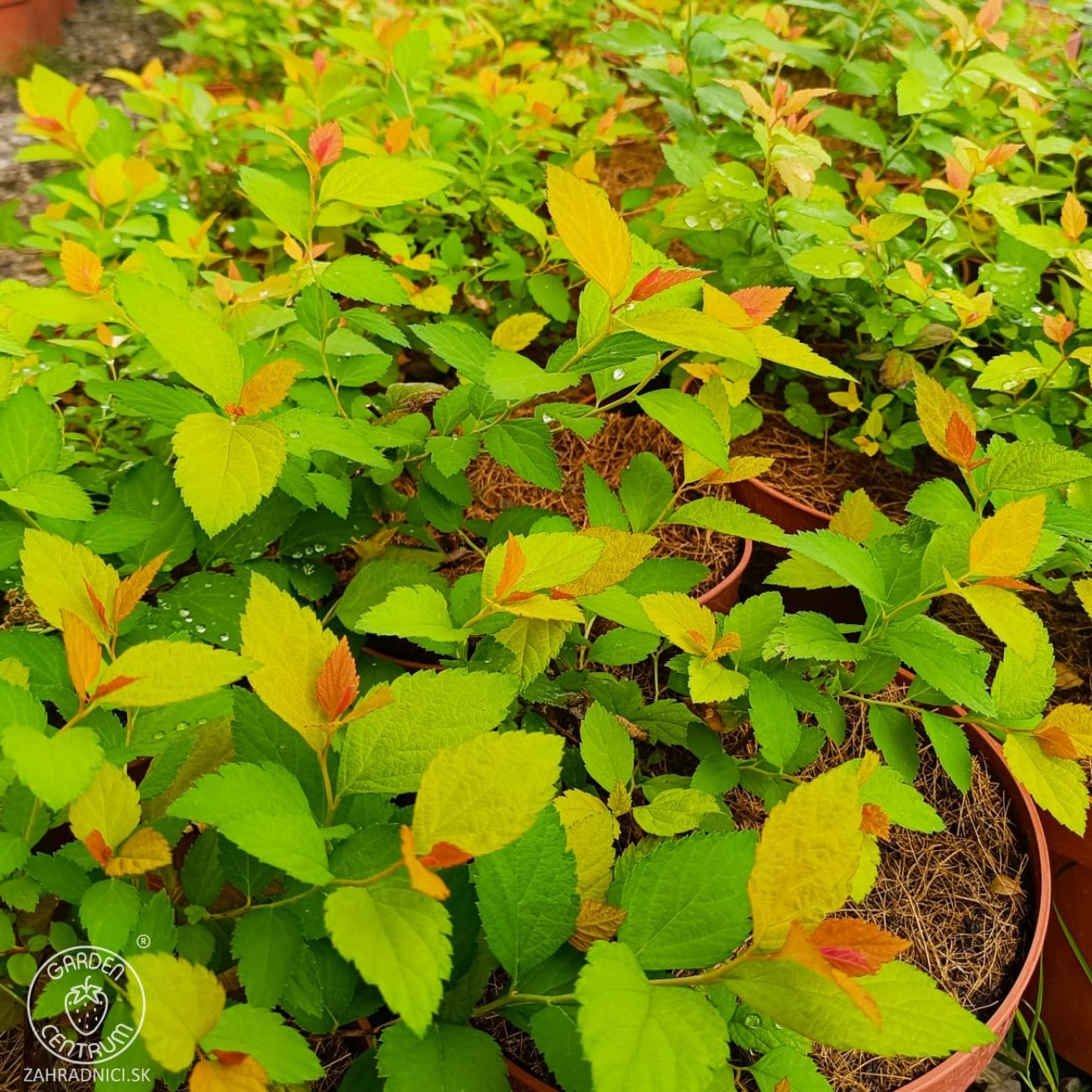 Obrázok Tavoľník japonský (Spiraea Japonica) ´FIRELIGHT´ - výška 10-20 cm, ⌀ 20 cm, kont. C2L