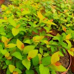 Tavoľník japonský (Spiraea Japonica) ´FIRELIGHT´ - výška 10-20 cm, ⌀ 20 cm, kont. C2L