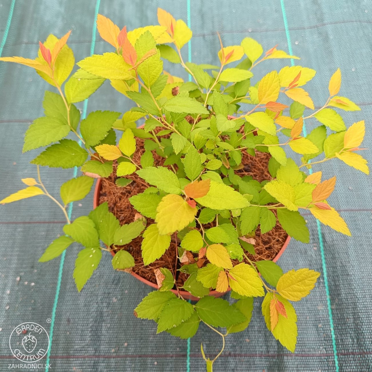 Obrázok Tavoľník japonský (Spiraea Japonica) ´FIRELIGHT´ - výška 10-20 cm, ⌀ 20 cm, kont. C2L
