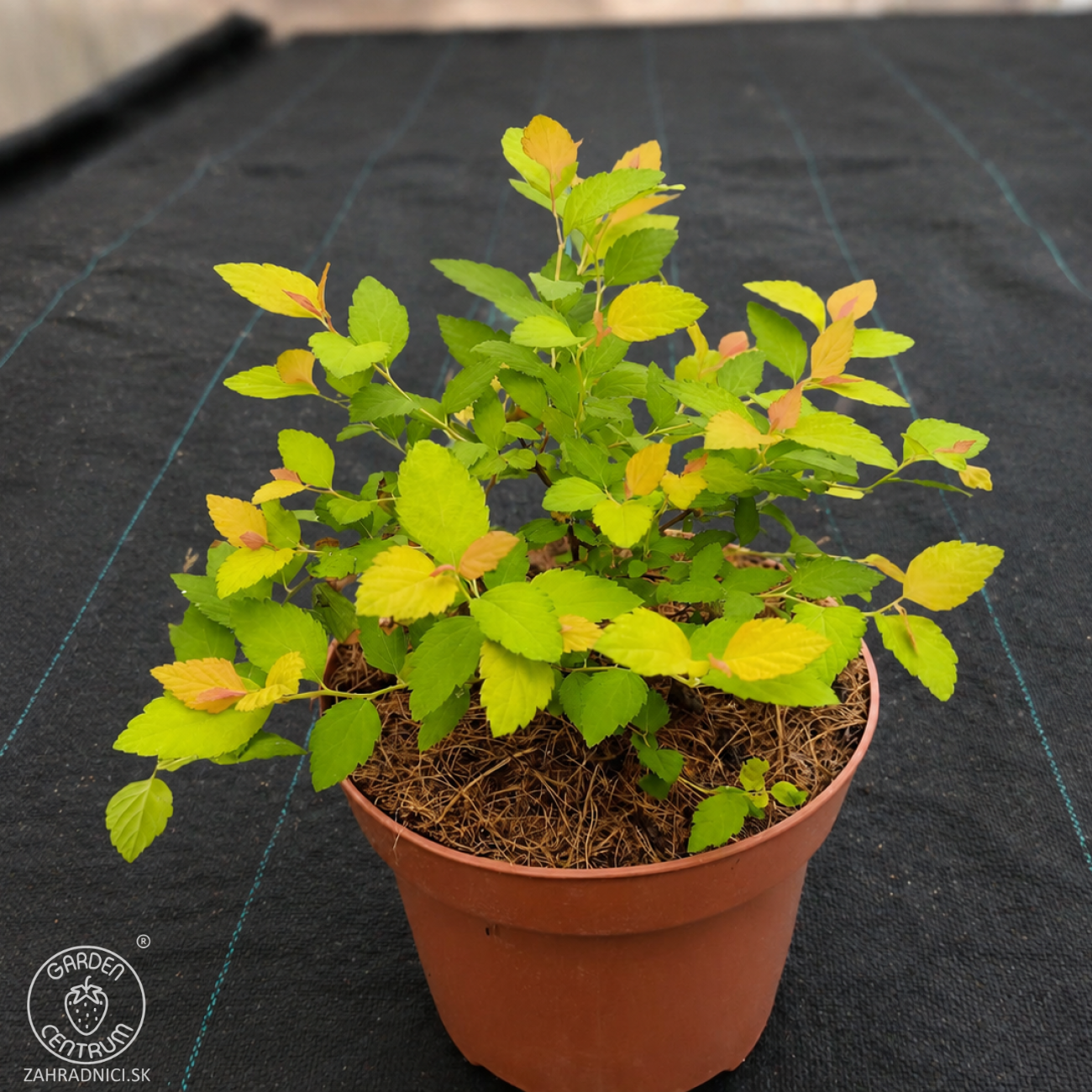 Obrázok Tavoľník japonský (Spiraea Japonica) ´FIRELIGHT´ - výška 10-20 cm, ⌀ 20 cm, kont. C2L