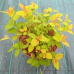 Tavoľník japonský (Spiraea Japonica) ´FIRELIGHT´ - výška 10-20 cm, ⌀ 20 cm, kont. C2L