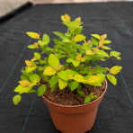 Tavoľník japonský (Spiraea Japonica) ´FIRELIGHT´ - výška 10-20 cm, ⌀ 20 cm, kont. C2L