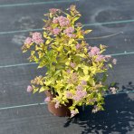 Tavoľník japonský (Spiraea Japonica) ´GOLDEN PRINCESS´ - výška 20-30 cm, ⌀ 20-30 cm, kont. C3L