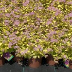 Tavoľník japonský (Spiraea Japonica) ´GOLDEN PRINCESS´ - výška 20-30 cm, ⌀ 20-30 cm, kont. C3L