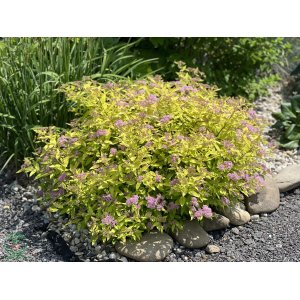 Tavoľník japonský (Spiraea Japonica) ´GOLDEN PRINCESS´ - výška 20-30 cm, ⌀ 20-30 cm, kont. C3L