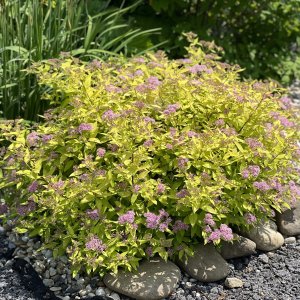 Tavoľník japonský (Spiraea Japonica) ´GOLDEN PRINCESS´ výška: 20-30 cm, ⌀ 20-40 cm, kont. C2L