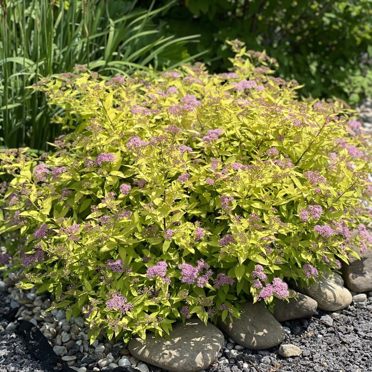Tavoľník japonský (Spiraea Japonica) ´GOLDEN PRINCESS´ - výška 20-30 cm, ⌀ 20-30 cm, kont. C3L