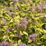 Tavoľník japonský (Spiraea Japonica) ´GOLDEN PRINCESS´ - výška 20-30 cm, ⌀ 20-30 cm, kont. C3L
