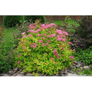 Tavoľník japonský (Spiraea japonica) ´GOLDFLAME´ - výška 30-50 cm, ⌀ 20-30 cm, kont. C2L