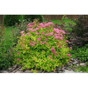 Tavoľník japonský (Spiraea japonica) ´GOLDFLAME´ výška: 30-50 cm, ⌀ 20-30 cm, kont. C2L