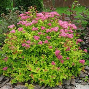 Tavoľník japonský (Spiraea japonica) ´GOLDFLAME´ výška: 30-50 cm, ⌀ 20-30 cm, kont. C2L