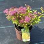 Tavoľník japonský (Spiraea japonica) ´GOLDFLAME´ výška: 30-50 cm, ⌀ 20-30 cm, kont. C2L