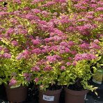 Tavoľník japonský (Spiraea japonica) ´GOLDFLAME´ výška: 30-50 cm, ⌀ 20-30 cm, kont. C2L