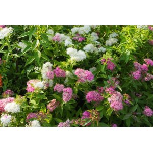 Tavoľník japonský (Spiraea japonica) ´SHIROBANA´ - výška 30-50 cm, ⌀ 30-50 cm, kont. C2L