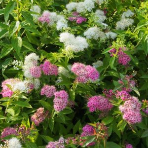 Tavoľník japonský (Spiraea japonica) ´SHIROBANA´ výška: 30-50 cm, ⌀ 30-50 cm, kont. C2L