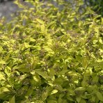 Tavoľník japonský (Spiraea japonica) ´GOLDFLAME´ výška: 30-50 cm, ⌀ 20-30 cm, kont. C2L