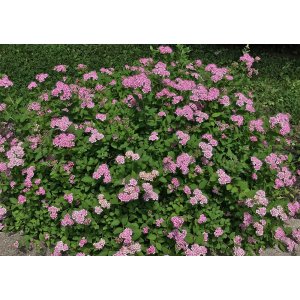 Tavoľník japonský (Spiraea Japonica) ´LITTLE PRINCESS´ - výška 20-30 cm, ⌀ 20-30 cm, kont. C2L