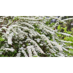 Tavoľník ´van Houtteho´ (Spiraea x vanhouttei) - výška 80-100 cm, kont. C30L/C45L