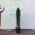 Tis obyčajný (Taxus baccata) ´FASTIGIATA´ – výška 140–160 cm, kont. C25L/C35L