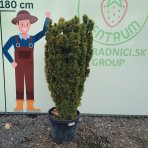 Tis obyčajný (Taxus baccata) ´DAVID´ - výška 130-150 cm, kont. C55L