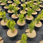 Tis prostredný (Taxus Media) ´HICKSII´ - výška  20-25 cm, kont. C2L