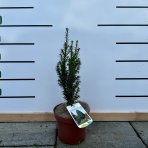 Tis obyčajný (Taxus baccata) 'Overeynderi´ - výška 30-40 cm, kont. C2L