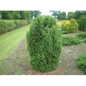 Tis obyčajný (Taxus baccata) 'OVEREYNDERI´ - výška: 30-40 cm, kont. C2L