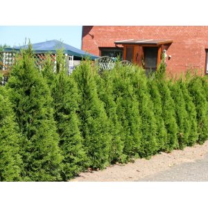 Tuja západná (Thuja occidentalis) ´SMARAGD´ - výška 230-250 cm, kont. C70L