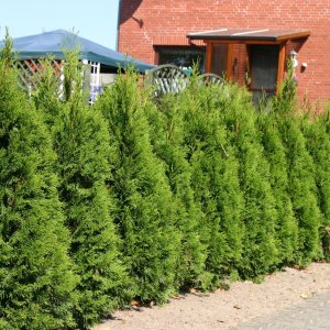 Tuja západná (Thuja occidentalis) ´SMARAGD´ - výška 300-320 cm, kont. C90L