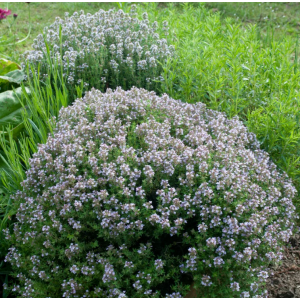 Dúška tymianová (Thymus Vulgaris) - kont. P9/P11