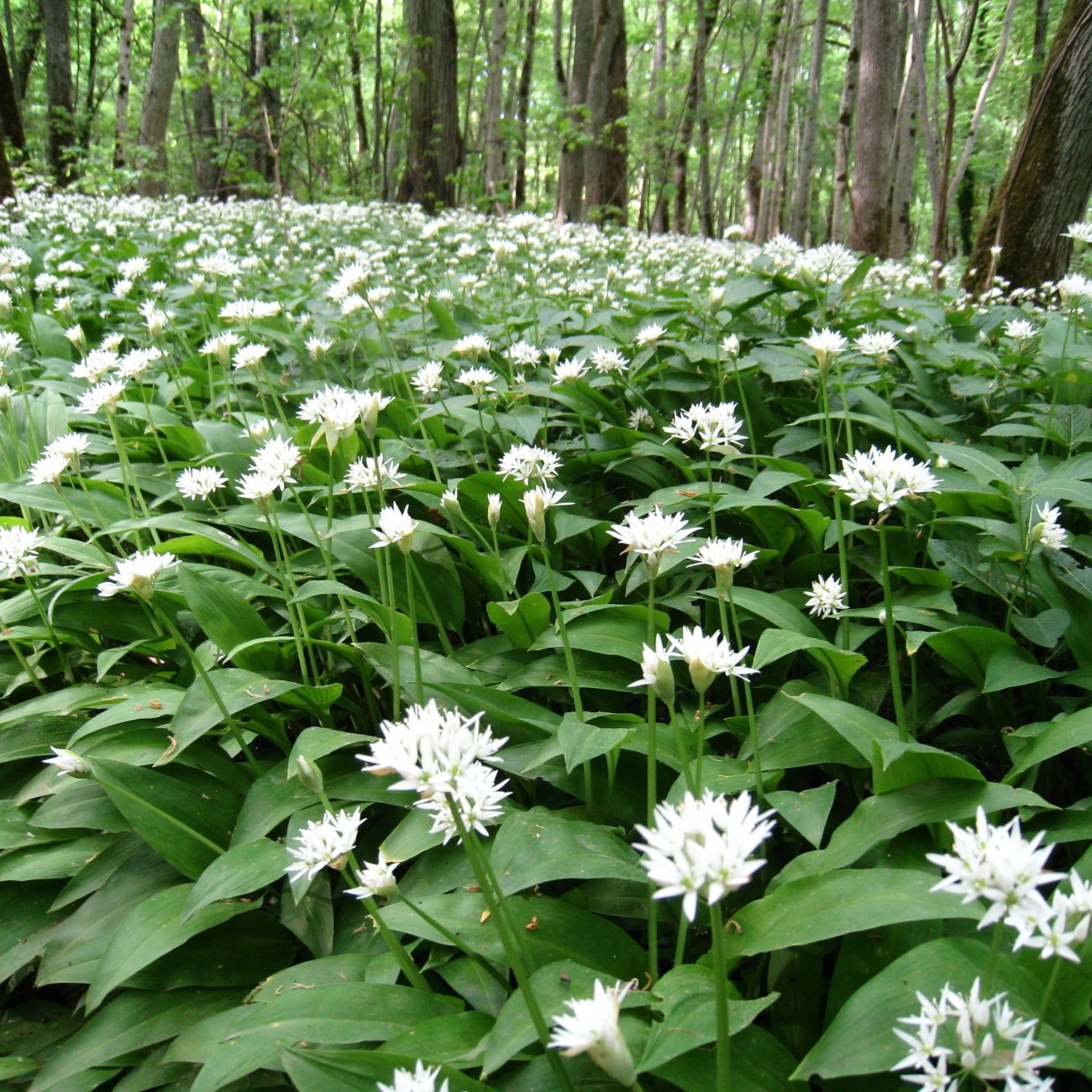 Obrázok Cesnak medvedí (Allium ursinum) – kont. P9