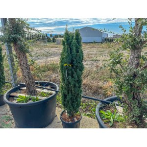 Tis obyčajný (Taxus baccata) ´FASTIGIATA´  - výška: 130-150 cm, kont. C30L