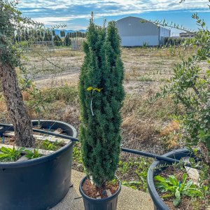 Tis obyčajný (Taxus baccata) ´FASTIGIATA´  - výška 100-140 cm, kont. C30L