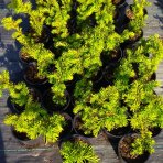 Tis obyčajný (Taxus baccata) ´SEMPERAUREA´ - výška 20-40 cm, kont. C2L