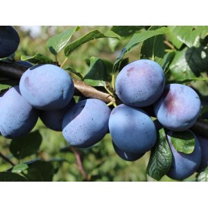 Slivka domáca (Prunus domestica) ´TOPHIT´ - výška 170-200 cm, neskorá, voľnokorenná