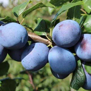 Slivka domáca (Prunus domestica) ´TOPHIT´ - výška 180-200 cm, neskorá, voľnokorenná