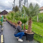 Palma konopná (Trachycarpus fortunei) - výška kmeňa: 60-70 cm, celková výška: 120-150 cm (-17°C)
