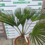 Palma konopná (Trachycarpus wagnerianus) – výška kmeňa: 15-20 cm, celková výška: 60-80 cm, kont. C20L (-19°C)