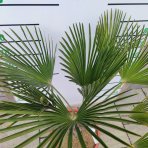 Palma konopná (Trachycarpus wagnerianus) – výška kmeňa: 15-20 cm, celková výška: 60-80 cm, kont. C20L (-19°C)