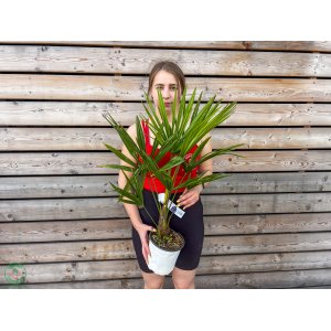 Palma konopná (Trachycarpus fortunei) - výška 50-70 cm, kont.C3L (-17°C)