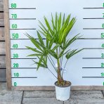Palma konopná (Trachycarpus fortunei) - výška 60-80 cm, výška kmeňa 10-20 cm, kont.C3L (-17°C)